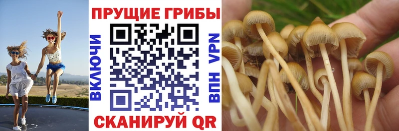 дарнет шоп  Новочебоксарск  Галлюциногенные грибы прущие грибы 